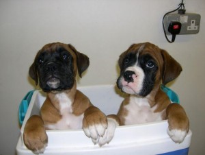 KC Boxer Puppies For Sale